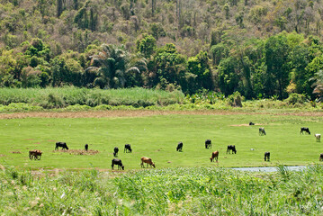 Parc National d'Ankarafantsika, Lac d'Ampijoroa, Madagascar