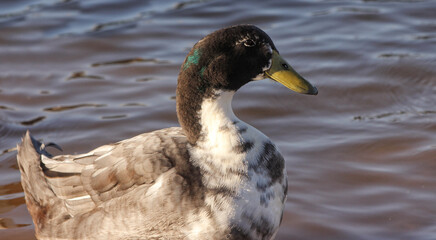 Duck Swimming in Lake Tyler at Marina near Whitehouse Texas