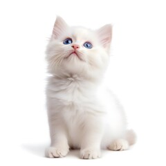 Obraz premium Adorable White Kitten with Bright Blue Eyes on White Background
