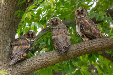 トラフズクの子供