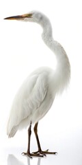 Obraz premium A white bird with a long neck stands on a white background. The bird is tall and slender, with a long beak and a pointed head. Concept of grace and elegance, as the bird's posture