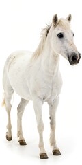 Naklejka premium A white horse standing in front of a white background. The horse is looking at the camera. The image has a calm and peaceful mood