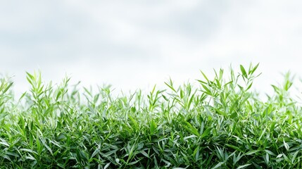 Obraz premium Lush green plants against cloudy sky; nature background