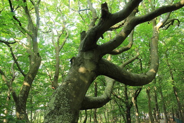 Wald, Baum, K&uuml;stenwald, Ostsee, Graal M&uuml;ritz