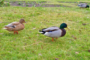 Paris, France. Ducks strolling through the Tuileries Garden. January 19, 2025.