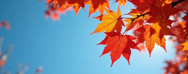 Fototapeta premium Vibrant maple leaves on tree branches against blue sky, colorful, fall