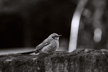 ヒヨドリ（白黒）