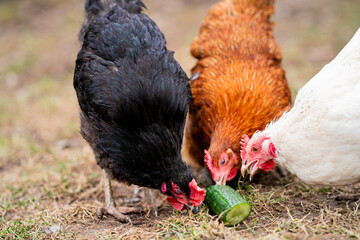 Drei Hühner fressen eine Gurke im Garten