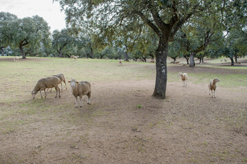 aerial view of Spanish pasture with merino sheep grazing.