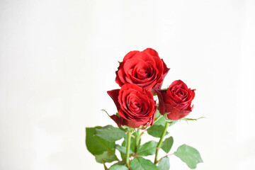 赤いバラ