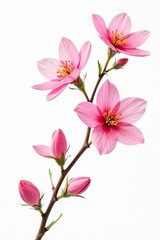 Delicate pink watercolor flowers on a vine against a white background, delicate, watercolor