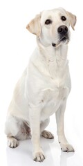Obraz premium A sitting white dog with attentive expression.