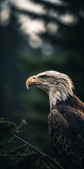Fototapeta premium Bald eagle in profile with forest backdrop.