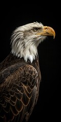 Bald eagle profile with detailed feathers.