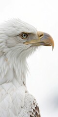 Fototapeta premium Bald eagle with sharp features and a focused expression.