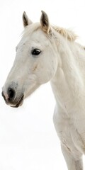 Obraz premium Close-up of a white horse's face with gentle expression.