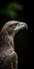 Fototapeta premium Eagle with intense gaze and detailed plumage.