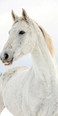 Fototapeta premium Graceful white horse standing in a snowy field.