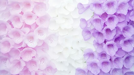 Obraz premium Close-up of blooming foxgloves in shades of purple and white, minimalist and serene garden composition