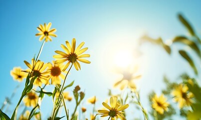 Obraz premium Yellow daisy flowers blooming under a clear blue sky, reflecting vibrant golden sunlight