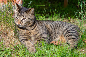  tiger cat in the garden enjoys the sun