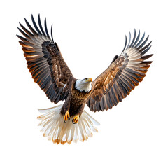 Obraz premium Majestic Bald Eagle in Flight Against Transparent Background