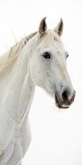 Naklejka premium White horse with a gentle gaze.