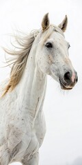 White horse with flowing mane, exuding grace and freedom.