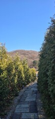 Obraz premium Forests 