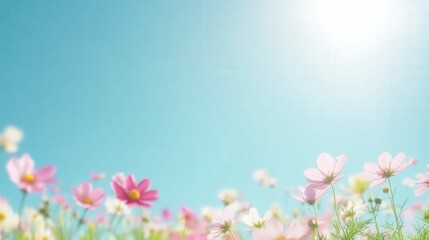 Fototapeta premium Vibrant field of cosmos flowers in assorted colors, cheerful and lively natural setting with bright natural light