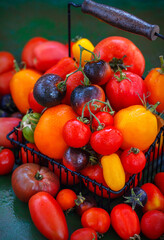 Fresh ripe red, black and yellow tomatoes  on rustic background