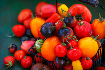 Fresh ripe red, black and yellow tomatoes  on rustic background