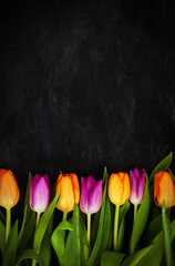 Fresh colorful tulip flowers on dark background, top view with copy space