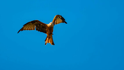 Milvus milvus, red kite, in flight on a sunny summer day