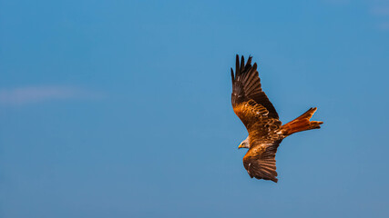 Milvus milvus, red kite, in flight on a sunny summer day