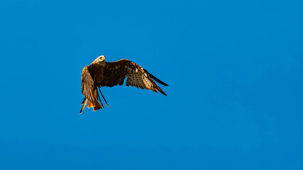 Milvus milvus, red kite, in flight on a sunny summer day