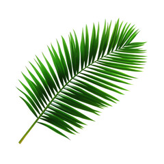 Obraz premium Vibrant Green Palm Leaf on transparent background 