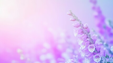 Obraz premium Close-up of blooming foxgloves in shades of purple and white, minimalist and serene garden composition