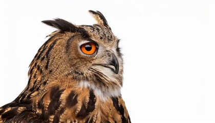 Fototapeta premium Playful Fur Seal Soaking Sun Rays on IcebergFringed Shoreline at Arctic Dawn Vivid, Chilly, and Invigorating Morning Scene in the Frozen Wilderness