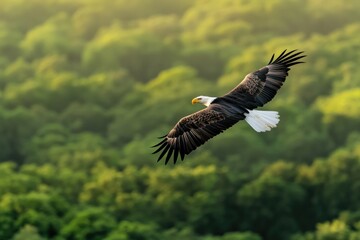 Obraz premium Majestic eagle gliding gracefully above lush green forest, showc