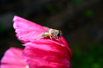 A honeybee is shown collecting pollen from a vibrant pink poppy flower. The bee is gathering pollen to bring back to its hive to feed the colony.