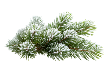 Christmas tree branches with snow cones