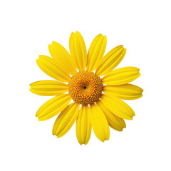 Obraz premium A vibrant yellow daisy flower with a bright yellow center and delicate petals against a transparent background. The image is perfect for use in various design projects, from fashion to digital art.