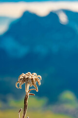 Leontopodium alpinum, Edelweiss, at Mount Grubigstein, Lermoos, Reutte, Tyrol, Austria