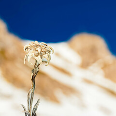 Leontopodium alpinum, Edelweiss, at Mount Grubigstein, Lermoos, Reutte, Tyrol, Austria