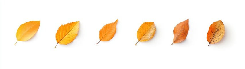 Fototapeta premium Six Unique Autumn Leaves Displaying Vibrant Yellow and Orange Tones