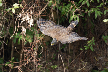 Crested serpent eagle in flight with open wings