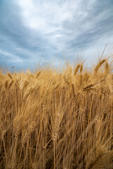 Golden Wheat Fields under Dramatic Skies in Provence, France
