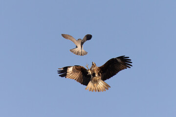 Peregrine falcom and black kite fight in mid air
