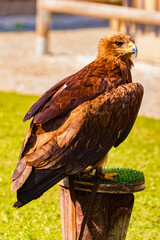 Aquila nipalensis, Steppe Eagle, sitting on a base on a sunny summer day
